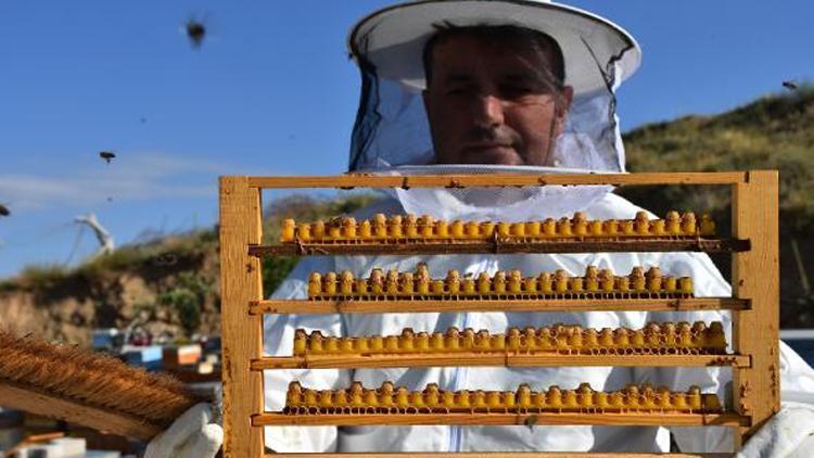 Arı sütünün kilosu 7 bin liradan alıcı buluyor