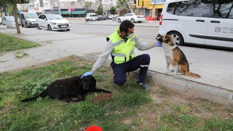 Sokak hayvanları için bir kap su kampanyası