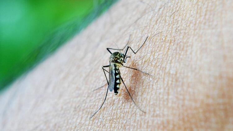 Sivrisinek ısırığına ne iyi gelir Sivrisinek ısırığı kaşıntısı nasıl geçer İşte, evde doğal çözüm önerileri