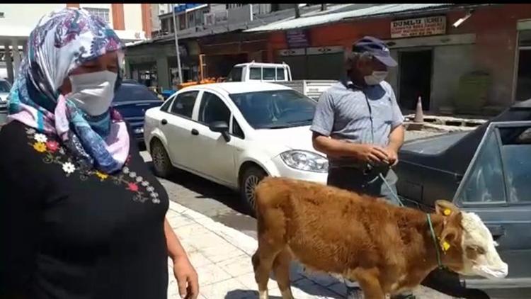 Rahatsızlanan buzağıyı maske takıp veterinere götürdüler