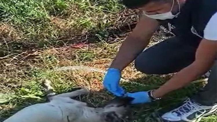 Polis memuru, baygınlık geçiren köpeğe elleriyle su içirdi