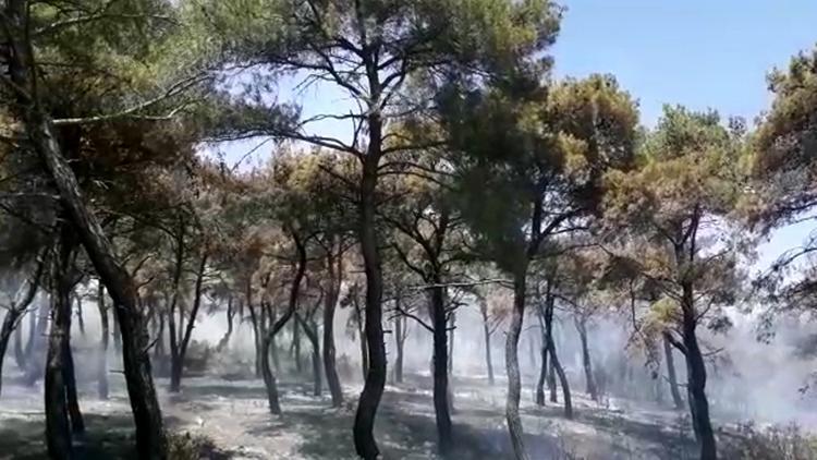 Geliboluda 6 hektar ormanlık alan yandı