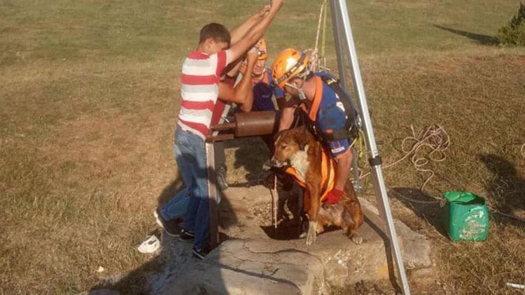 Kuyuya düşen köpek AFAD ekiplerince kurtarıldı