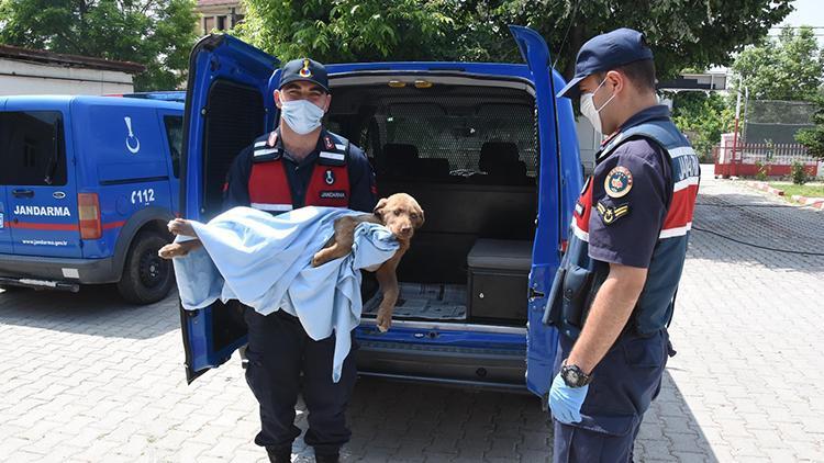 Jandarma zehirlenen yavru köpeği tedavi ettirip, sahip çıktı