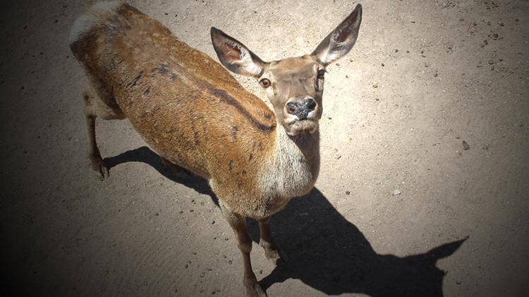 Eskişehirdeki kızıl geyik avı ihalesi  ile ilgili flaş gelişme