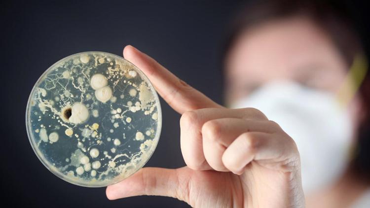 Bilim insanları 100 yıldır aradıkları metal yiyen bakteriyi buldu