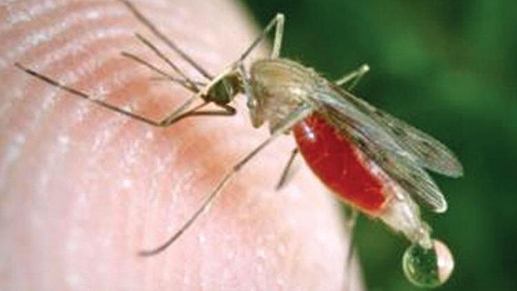 ABDde yapılan araştırma, Covid-19un sivrisinekler yoluyla bulaşamayacağını doğruladı