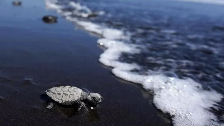 Bilim insanları açıkladı Yeni bir okyanus oluşuyor