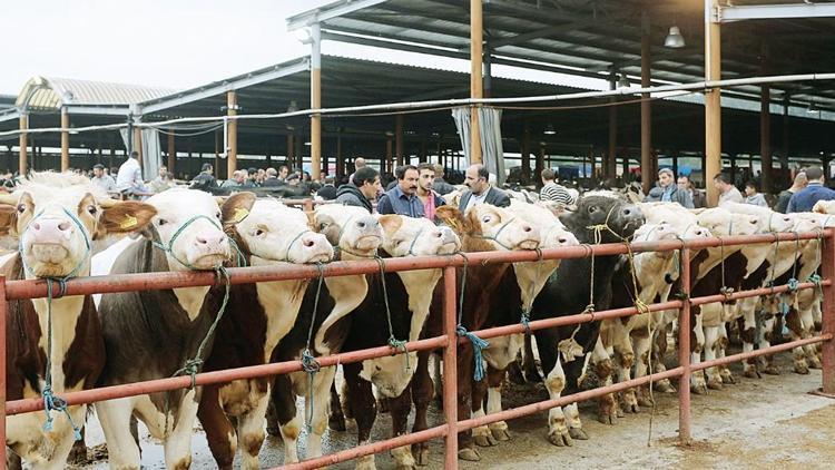 Hayvan satış yerlerine yeni düzenleme