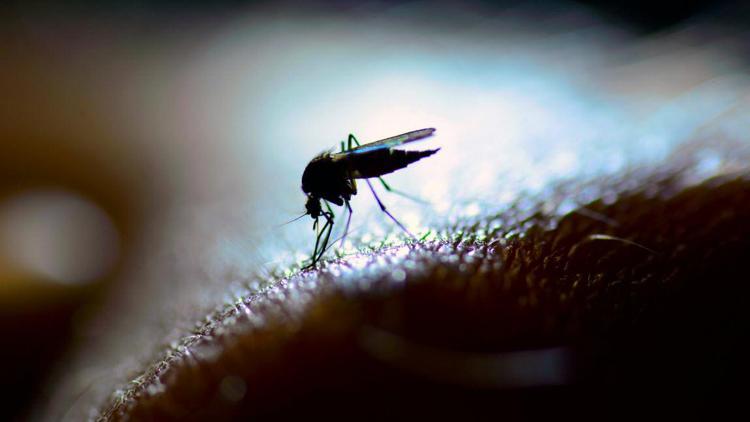 Sivrisineklerden koronavirüs bulaşır mı