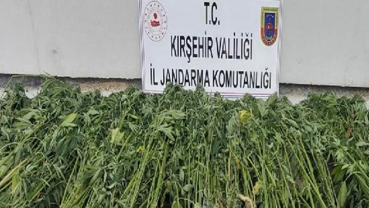 Kırşehir’de uyuşturucu operasyonu: 1 gözaltı