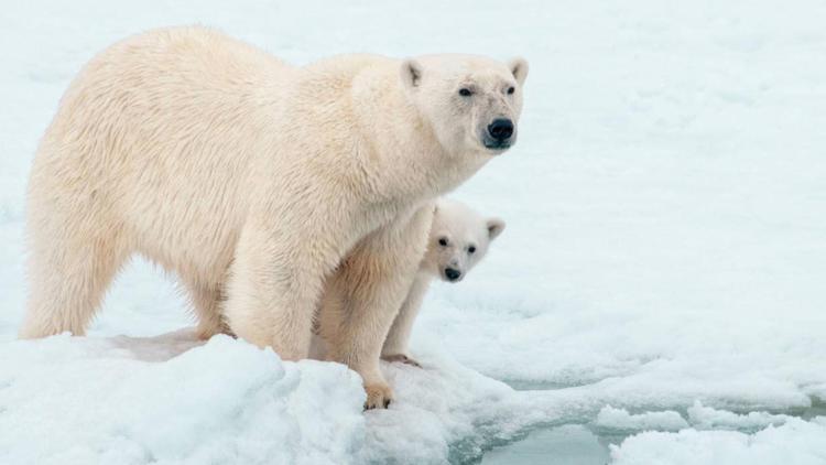 Kutup ayıları için kırmızı alarm: Soyları tükenmek üzere