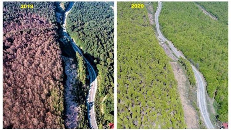 Orman Genel Müdürü Karacabey: Tırtıl istilasına uğrayan ormanlar eski görünümüne kavuştu