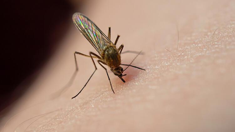 Sivrisinek ısırığı nasıl geçer İşte sinek ısırığına iyi gelen doğal yöntemler