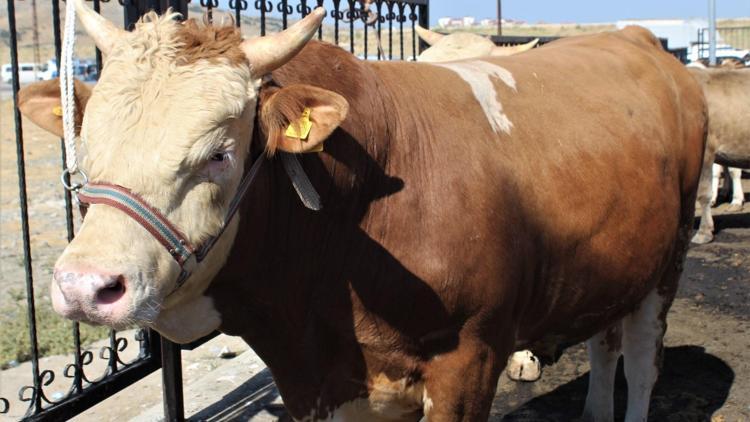 Kurban kesimi ne zaman yapılır, ne zaman biter Diyanet yanıtladı