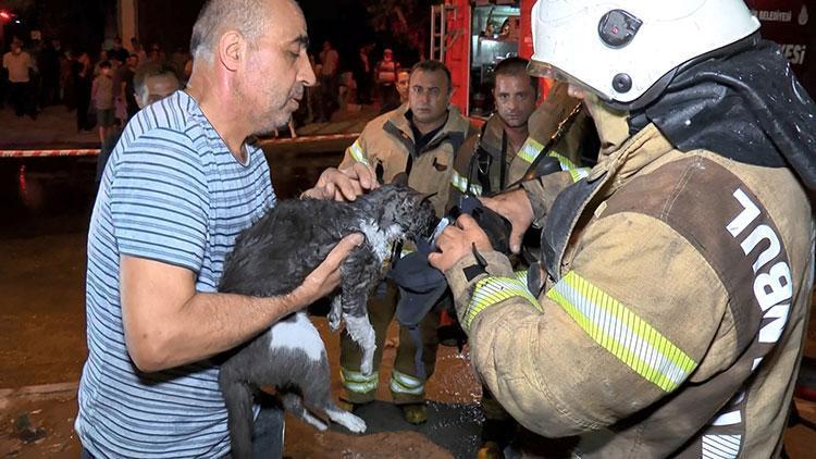 Ataşehirde mermer atölyesindeki yangında kediyi itfaiye kurtardı