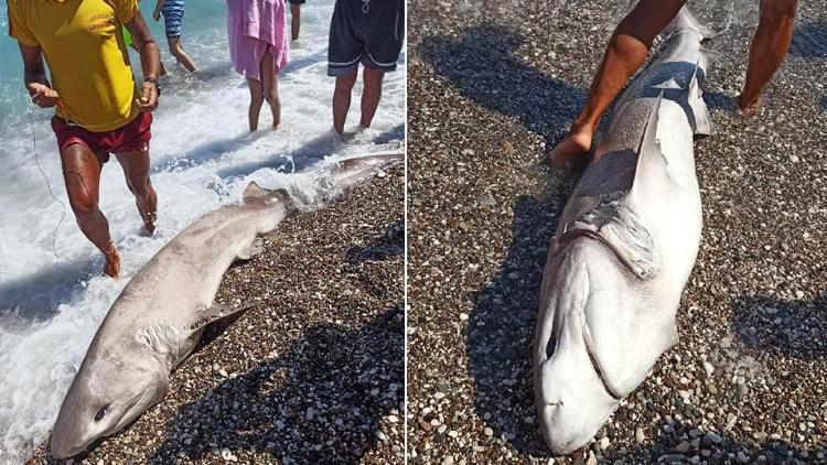 Sahile vuran köpek balığı ile ilgili şok iddia Turistlere göstermek için...
