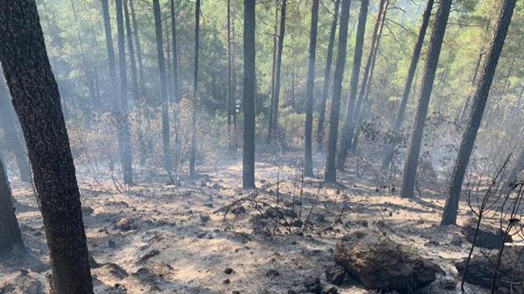 Mangal ateşi 46 dönüm araziyi kül etti