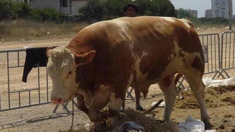 1 ton 330 kiloluk boğa Paşa, 32 bin liraya satılık