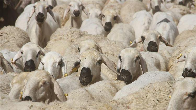 Kurban kesmek farz mıdır Diyanet kurban ibadetinin mahiyeti ve hükmünü açıkladı