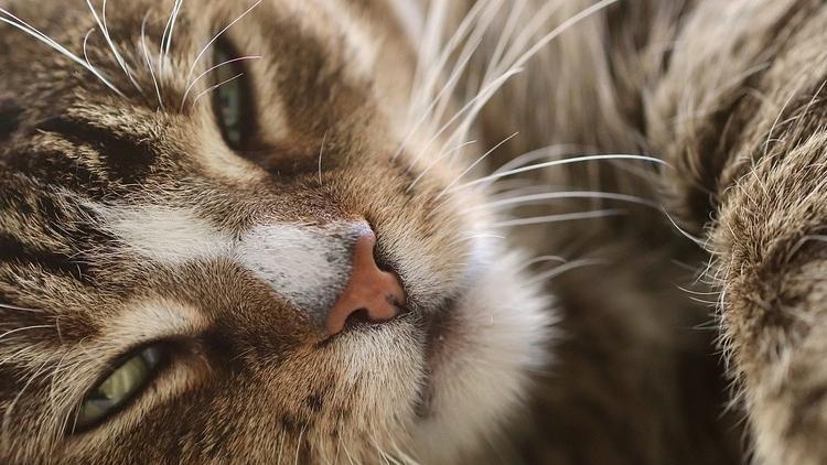 İngiltere’de ilk kez bir kedide koronavirüs tespit edildi