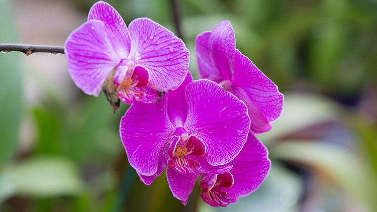 Orkide bakımı nasıl yapılmalı?