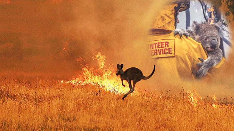 Avustralya yangınlarında acı bilanço: 3 milyar hayvan öldü