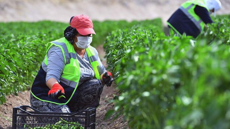 Gölbaşı’nda hasat başladı