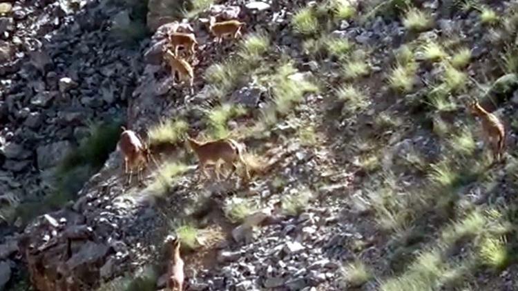 Kayseride yaban keçileri, yavruları ile görüntülendi