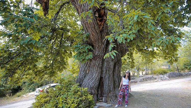 Antalyada asırlık kestane ağacı ziyaretçilerin ilgisini çekiyor
