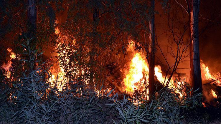 Antalyada yangın Sulama pompası ve ağaçlar zarar gördü