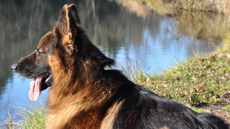 ABD’de koronavirüse yakalanan ilk köpek öldü