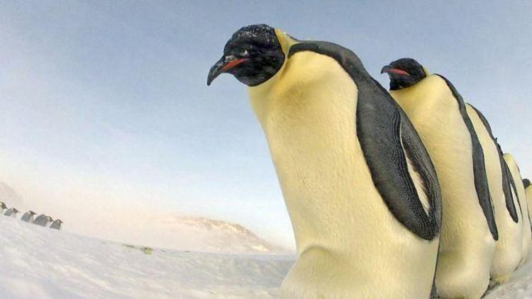 Güney Kutbunda imparator penguenlere ait yeni üreme alanları tespit edildi