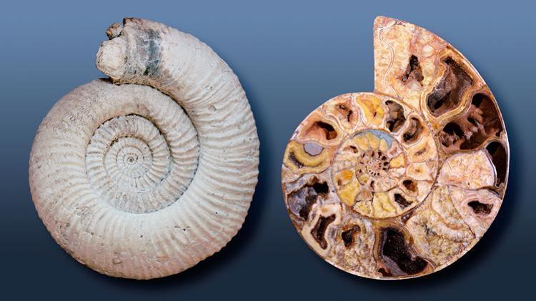 Ammonit Taşı Nedir, Nerelerde Ve Nasıl Bulunur? Ammonit Taşı Nasıl Anlaşılır? Özellikleri Ve Faydaları