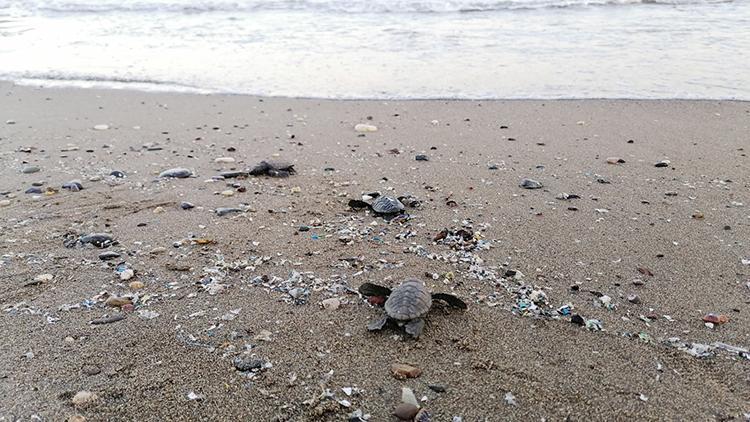 Yuvadan çıkan deniz kaplumbağaları, denizle buluştu