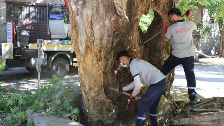 6 asırlık çınar tedavi edildi