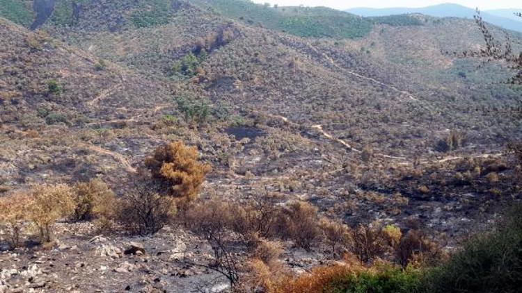 Milasta 50 hektar tarım ve orman arazisi yandı
