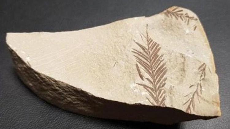 Beydağlarında 65 milyon yıllık bitki fosili bulundu