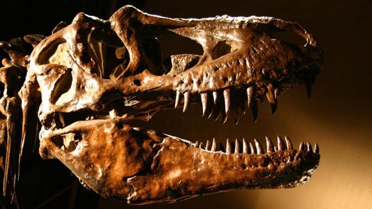 İngilterede T-Rexin kuzeni yeni bir dinozor türü keşfedildi