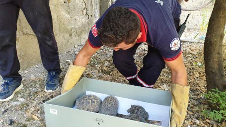 Bahçede mahsur kalan 50 kaplumbağayı itfaiye kurtardı