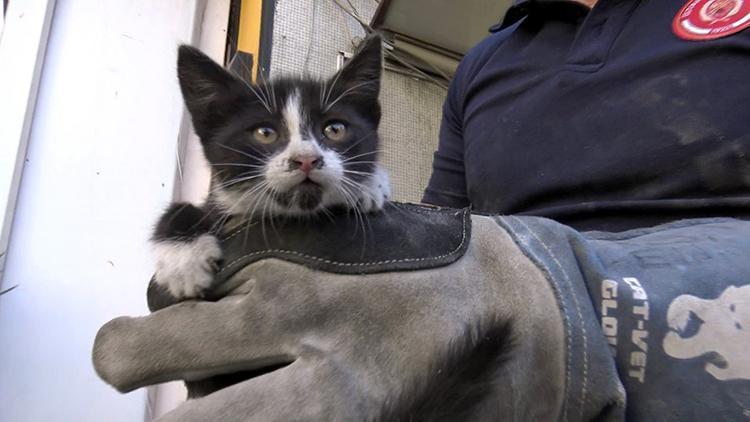 Avcılarda 3 gün asma tavanda mahsur kalan kediyi itfaiye kurtardı