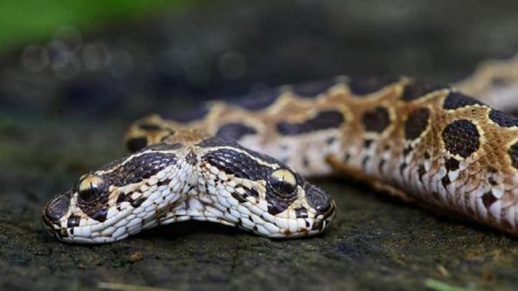Hindistanda ortaya çıkan çift başlı yılan görenleri şoke etti