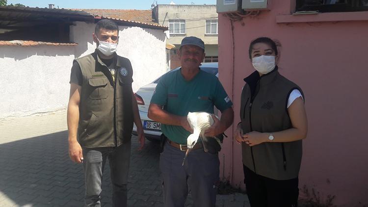 Tarlada bulunan yaralı yavru leylek tedaviye alındı