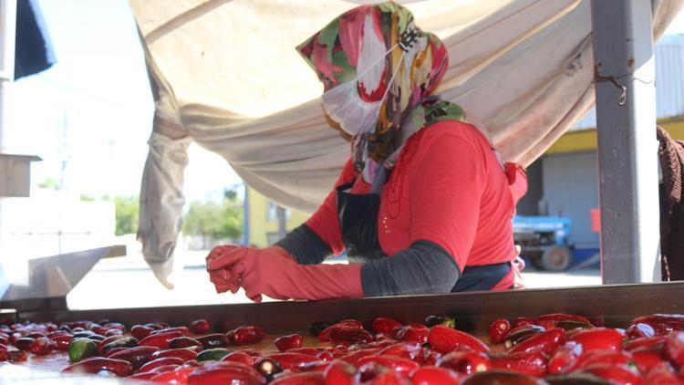 Kulacada üretiliyor Hollandalılar 16 yıldır tercih ediyor