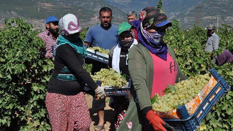 İslahiyede üzüm hasadı