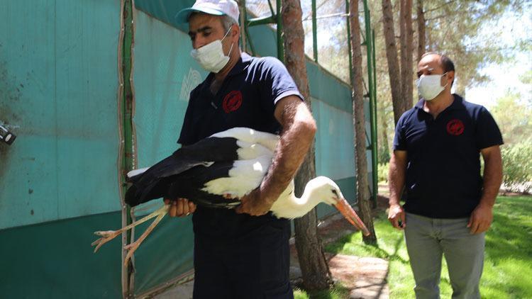 Şanlıurfa’da tedavisi tamamlanan leylek doğaya bırakıldı