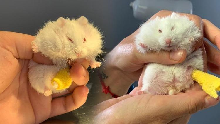 Ayağı kırılan 25 gramlık hamster Böğürtlene pim takıldı