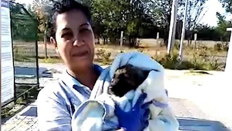 Zifte bulanan yavru köpeği kurtarıp, bakımını yaptılar