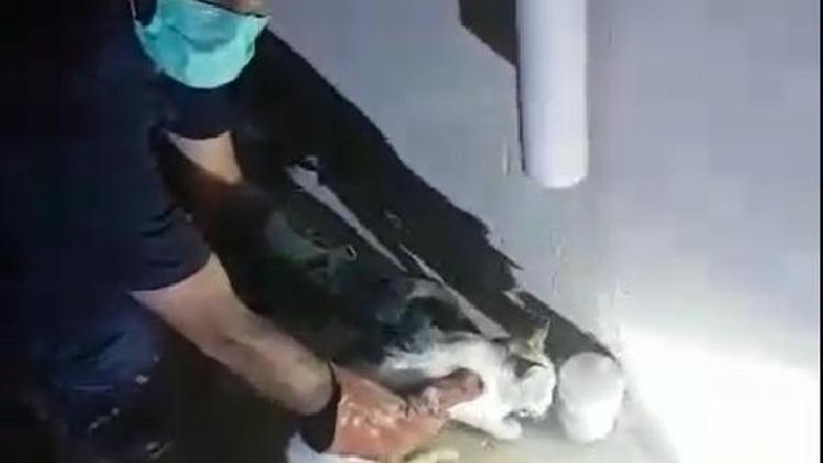 Su borusuna sıkışan kedi kurtarıldı