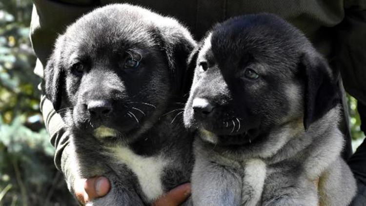 Yetiştirilen Kangal köpeklerinin soyları, çıkarılacak kimlikle takip edilecek